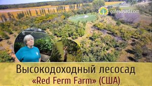 Высокодоходный лесосад "RED FERN FARM" (США)