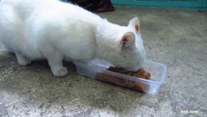 White cat with blue eyes waiting for me