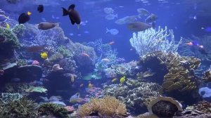 Аквариум - расслабляющее видео морского дна. Relaxing aquarium video