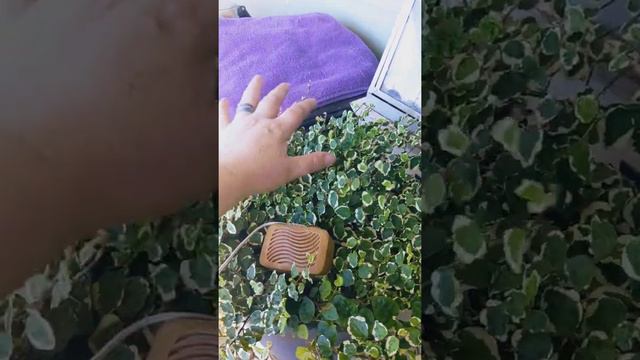 THE BAND: Ficus Pumila Plant Creeping Fig смотреть онлайн