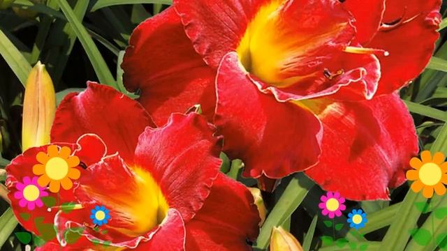 Лилейник гибридный Хайленд Лорд. Краткий обзор, описание характеристик, где купить саженцы смотреть онлайн