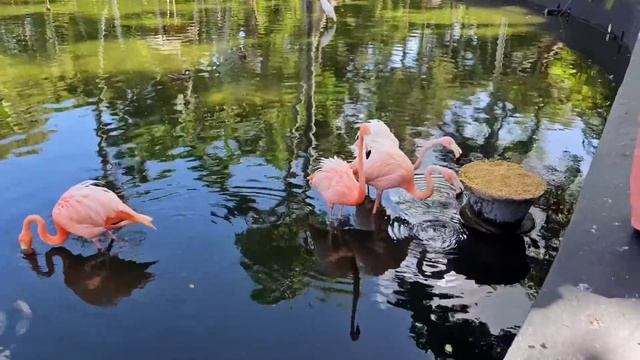 Последние НОВОСТИ/Улетели из США/ Доминикана/Обзор отеля Grand Bavaro Princess/Лиса в Америке/Влог/
