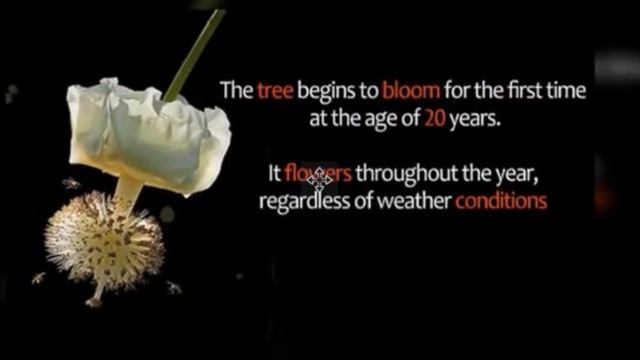 Baobab Tree Of Life смотреть онлайн