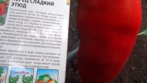 ПЕРЕЦ ЭТЮД. КРАТКИЙ ВИДЕООБЗОР. Ольга Чернова.