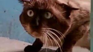 Ну очень странный кот!