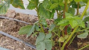 Ежевика ПРАЙМ АРК ФРИДОМ, изучаем сорт.