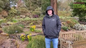 Narcissus Jetfire - March Plants of the Month