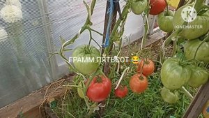 Сибирь. Обзор и дегустация томатов Чудо земли и Чудо Алтая.