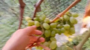 ВИНОГРАД  БЕЛЫЙ  КОКЛ.