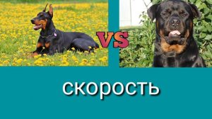 Доберман против Ротвейлера| версус
