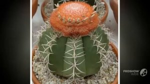Melocactus - garden plants