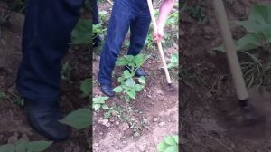 Тяпка Рамный плоскорез в работе