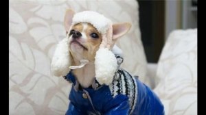 шапки для собак маленьких