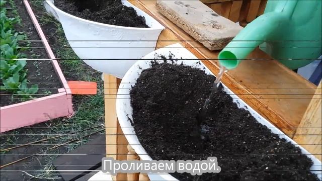 Виола. Посадка в грунт. смотреть онлайн