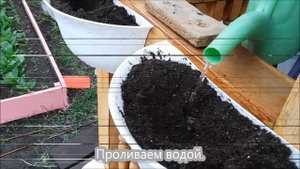 Виола. Посадка в грунт.