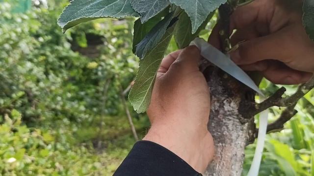 Летняя прививка (окулировка) колоновидной яблони почкой. смотреть онлайн