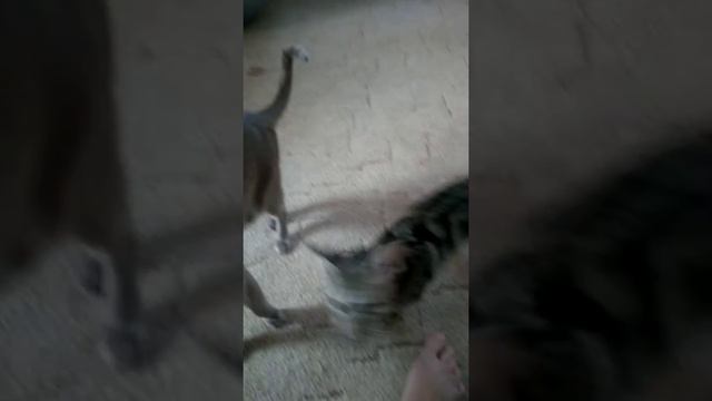 Котики  ориенталы, новая семья