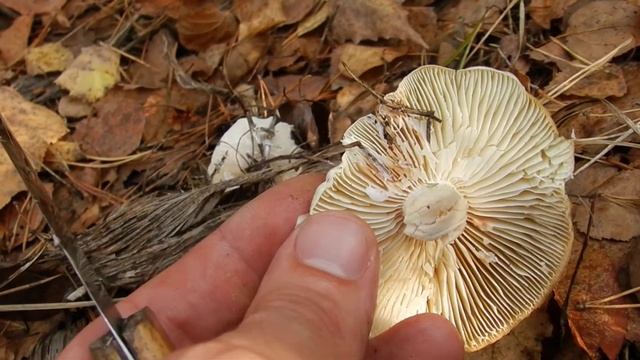 Учусь собирать грибы