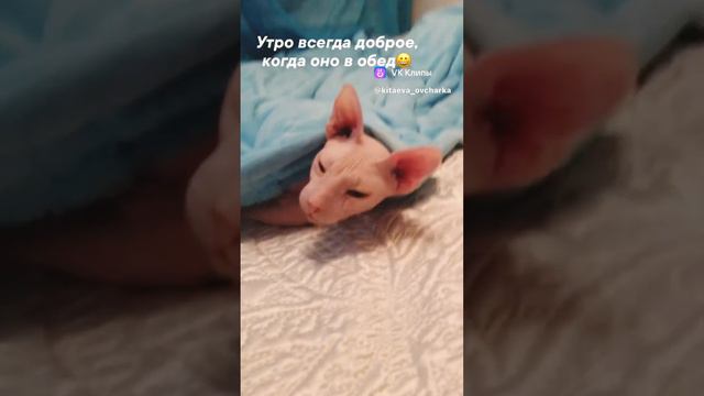 А вы любите сфинксов? Я своего ласково зову -крысус😽😽😻😻