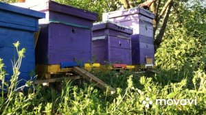 Обработка семей от клеща щавелевой кислотой при помощи сублиматора.