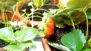 Выращивание дома ремонтантная клубника земляника strawberry на окне 09.06.18.  Очередной урожай.