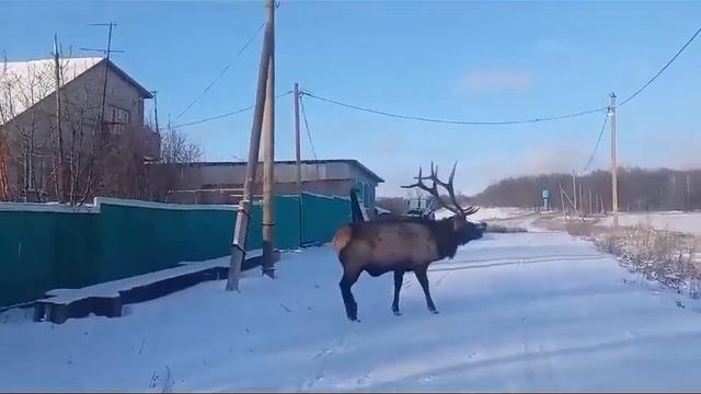 Второй выход "Шаляпин"а (имя дали сельчане) смотреть онлайн