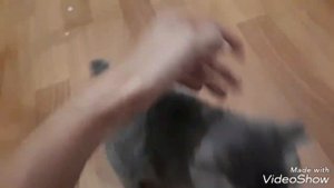 Котенок, первые шаги после того, как принесли домой