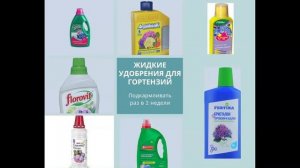 Метельчатая гортензия Ванила Фрейз