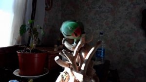 Большой Александрийский попугай разговаривает