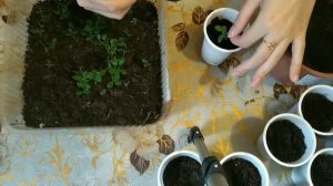 Как правильно пикировать петунию