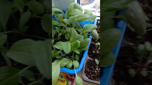 Рассада цветов на 10.04.22 смотреть онлайн