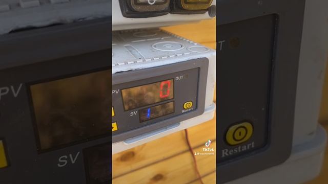 Копчение рыбы в электростатической коптильне