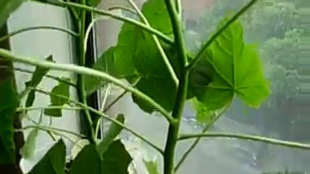 Quick growing Jatropha Plant in my apartment New York City смотреть онлайн