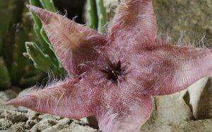 Это стапелия, она применяет самую странную маскировку в пустыне.