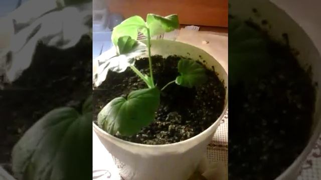 Апельсин из косточки смотреть онлайн