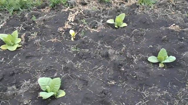 Табак 27 дней  ЖИВЕТ В ДЕРЕВНЕ 