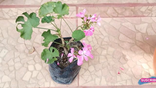 GERANIOS APRENDE COMO CUIDARLOS Y QUE SIEMPRE TENGAN FLORES смотреть онлайн