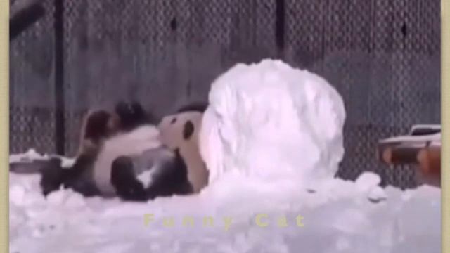 Смешные ПАНДЫ #14 / Лучшие приколы 2022 / Funny PANDA. смотреть онлайн