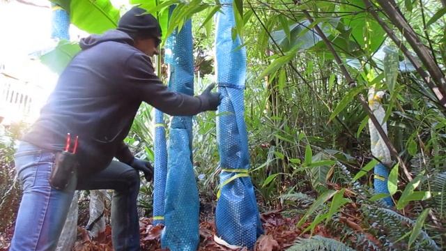 Do Not remove Musa basjoo Banana leaves for Winter смотреть онлайн