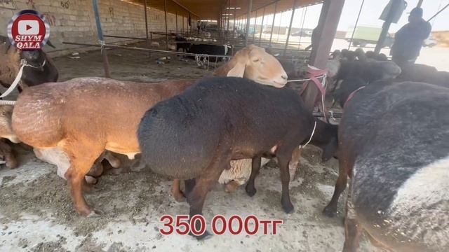Қой, қозы, қошқар, ешкі 31.05.2023 Шымкент