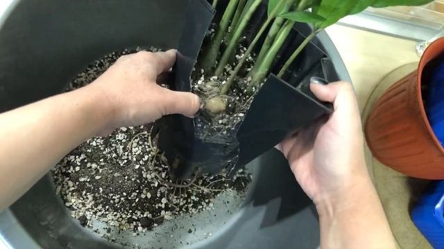 Замиокулькас / Результат омоложения Замиокулькаса / Результат размножения Замиокулькаса "ветками"