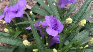 Petunia flower, purple flower petunia plant, ground cover