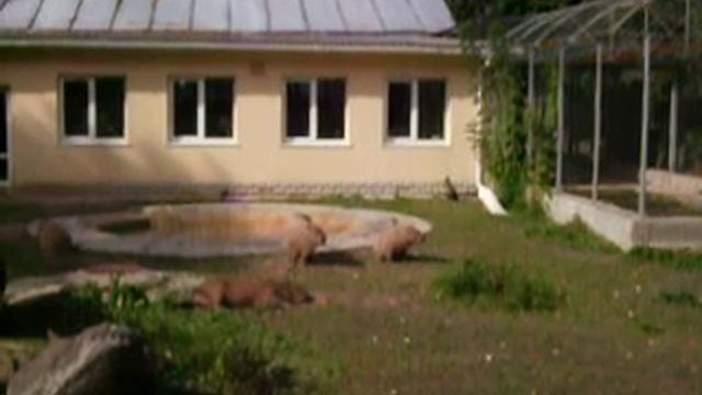 Капибара смотреть онлайн