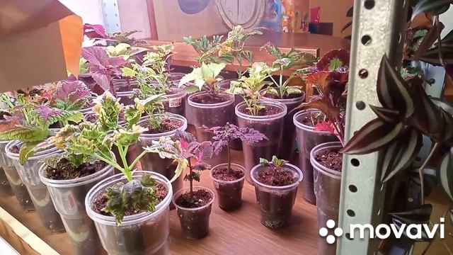 пересадка колеусов на постоянное место осенью, гортензия метельчатая дала корни смотреть онлайн