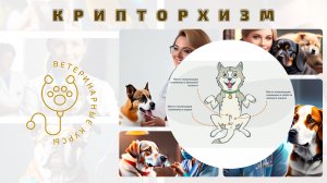 Крипторхизм у домашних животных, методы хирургического вмешательства.