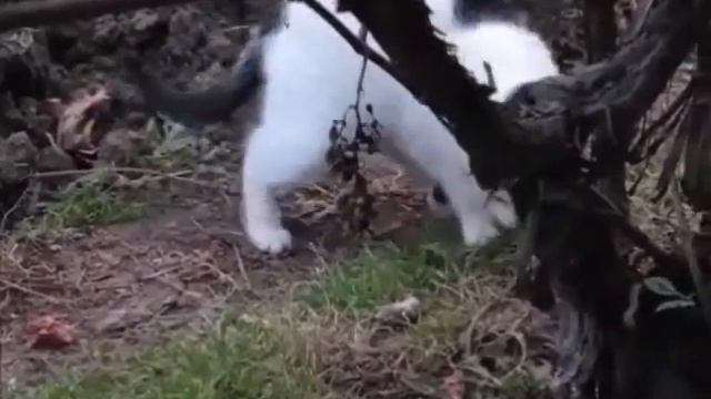 Кошачьи игры
