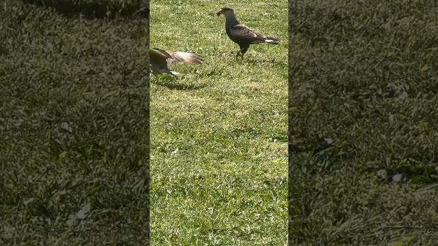 Aves de campo acercándose a tomar su comida ?Paisaje sonoro #soundscape #paisajesonoro  #birds