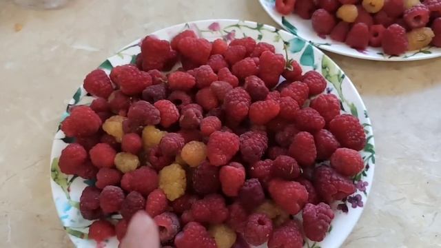 Малина Лячка, Гордость России, Канадская и Золотистая смородина. Что же вкуснее? смотреть онлайн