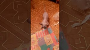 Сфинкс Вязка