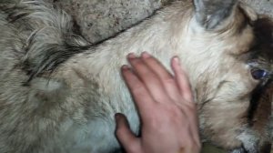 пополнение в хозяйстве,  коза не приняла сразу козлят, совместное содержание коз с козлятами